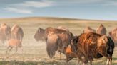 Video shows ‘momentous’ release of buffalo back into the wild on Blackfeet Nation tribal land: ‘This is how we rebuild’