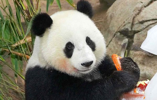 Giant Pandas Arrive Safely at San Diego Zoo Following Agreement with China: 'Acclimating to Their New Home'