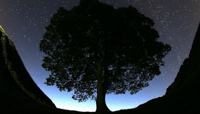 Two men charged with cutting down famous 150-year-old tree near Hadrian’s Wall