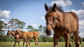 'This is an excellent result for the breeders of Ireland' - removal of guarantee for temporary admission of horses to Ireland