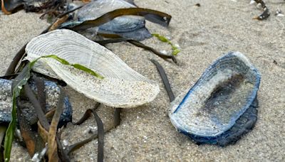 By-the-wind-sailors wash up on Guernsey beaches