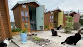 Senior Cats Get Their Own Purrfect Retirement Village in the UK