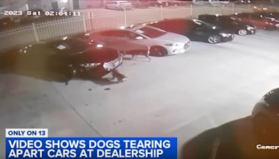 Dogs Keep Destroying Dealership’s Cars