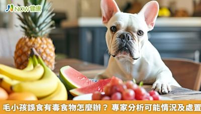 NOW健康／毛小孩誤食有毒食物怎麼辦？獸醫分析可能情況及處置