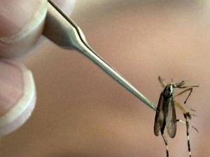 Mosquitoes in Wichita Falls test positive for West Nile Virus