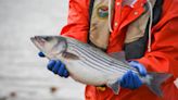 Dead & dying fish expected to be seen in Lake Murray. Here’s why striped bass are dying