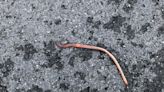 After rain storms, here is why worms are scatted on sidewalks.