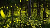 How to see synchronous fireflies in Great Smoky Mountains: 2024 lottery, dates announced