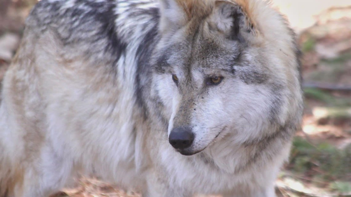 Prosecutor to get case on gray wolf shot, killed in Calhoun Co.