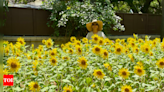 Chennai on a mission to be sunflower city | Chennai News - Times of India