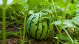 How To Grow And Care For Watermelon