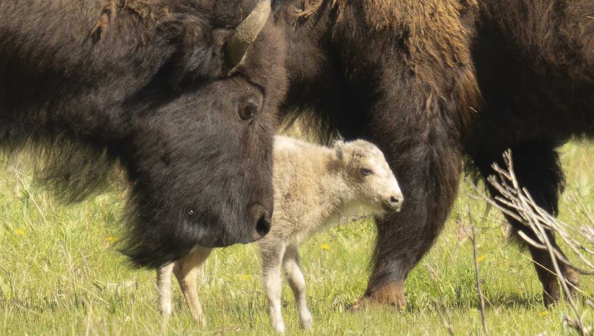 Native American ceremony will celebrate birth of white buffalo calf in Yellowstone park