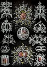 Marine protists