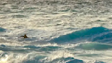 Freak Rip Currents Trap Pro Surfers in Hawaii (Video)