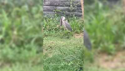 Great blue heron slowly swallows rat whole in Central Park: VIDEO