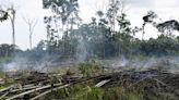 Más de 20.000 hectáreas de territorios indígenas en Colombia fueron deforestadas en 2021