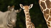 Baby giraffe named 'Saba' at Zoo Miami dies after running into fence, breaking its neck