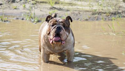 Mom of Mud-Loving English Bulldog Jokes That He Was a Pig in a Previous Life