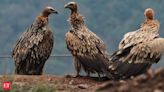 Decline in Vulture population leading to health crisis in India, costing nearly $70 billion, 5 lakh deaths, study finds