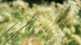 6 ornamental grasses that will work in most gardens