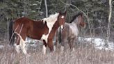 Yukon couple struggles to help Bolt — a young wild horse believed to have been shot