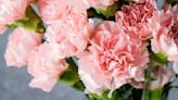 McGinnis: Carnations are a symbol of a mother’s love