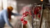 Bird flu hits McDonald's breakfasts in Australia - ET BrandEquity