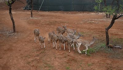 As lions make Barda sanctuary their second home, Gujarat forest dept starts translocating deer from Gir to Porbandar