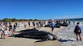 Dozens of pilot whales dead after massive stranding on Western Australia beach