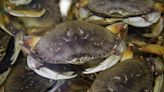 San Francisco D.A. sues fisherman for nearly $1 million for 'egregious' illegal crabbing