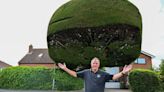 Gardener spends £500 a year on monster 30ft 'helmet' tree with funny nickname