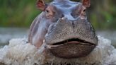 One Of Pablo Escobar's Cocaine Hippos Killed In Highway Collision In Colombia