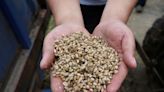 Exclusive: China snaps up Australian, French wheat as crop damage spurs buying spree