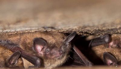 Bat from Grey-Bruce tests positive for rabies