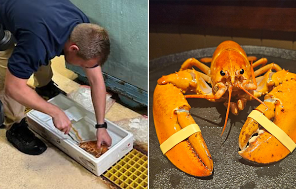 Super rare orange lobster accidentally delivered to Colorado Red Lobster