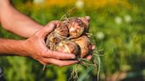 Keep onions fresh where 'they will last quite a while' with easy storage method