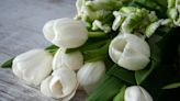 10 flores brancas para cultivar e trazer paz aos ambientes de casa