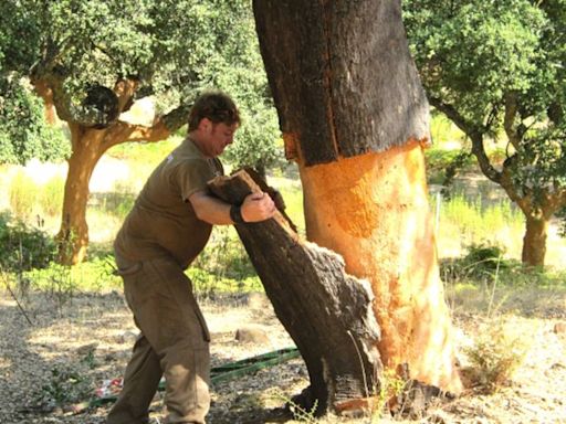 Arranca en Málaga la saca del corcho de los alcornocales: más de un millón de kilos para fabricar tapones de botellas de vino