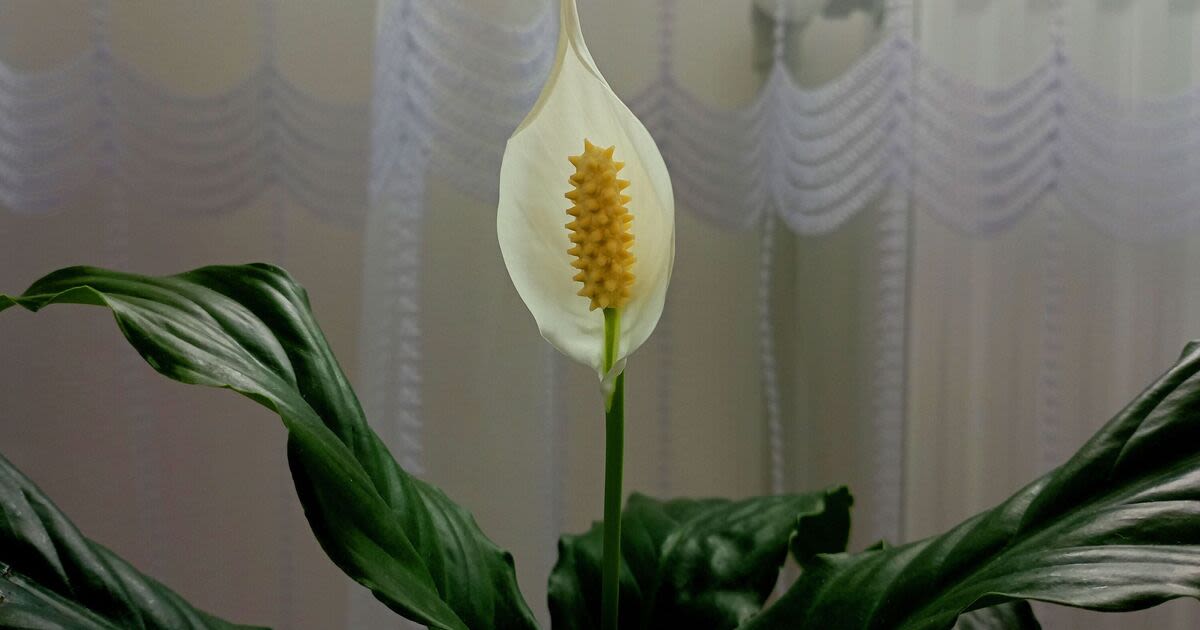 Peace lilies need crucial care step as soon as brought home to avoid wilting