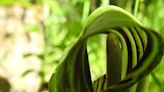 Meet Jack, the pulpit preacher of the plant world: Nature News