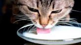 Gatitos quedan ciegos tras beber leche infectada con gripe aviar; temen mutación del virus