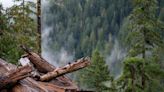 Environmentalists reject B.C. claim of ‘unprecedented’ old-growth deferral