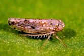 Orosius (leafhopper)