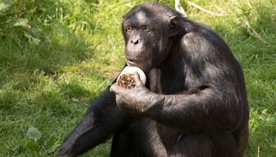 Edinburgh Zoo chimpanzee returns to troop after testicular surgery following deadly fight