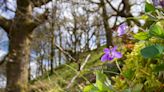 Earlier signs of spring are becoming the new norm, Woodland Trust says