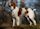 Brittany Spaniel