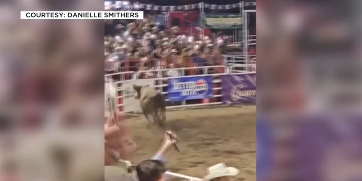 Bull that jumped the fence at Oregon rodeo forced to retire from competition, owner says