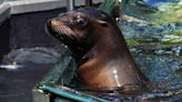 Sea lion at the Central Park Zoo briefly escapes amid flooding