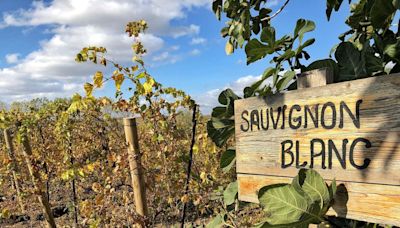 Sauvignon Blanc Day: California Edition