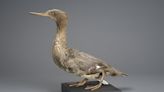 Ancient DNA from an extinct native duck reveals how far birds flew to make New Zealand home